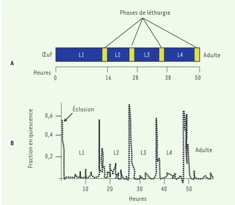 Figure 1. Léthargie chez C. elegans. Le développement post-embryonnaire de C. elegans passe par  4 stades larvaires (L1 à L4) (A)
