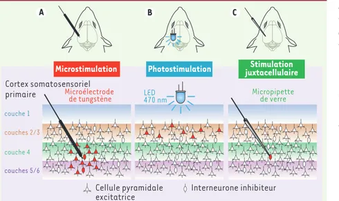 Figure 1.  De nouvelles méthodes de stimula- stimula-tion développées chez le rongeur permettent  de cibler des neurones spécifiques du cortex in  vivo