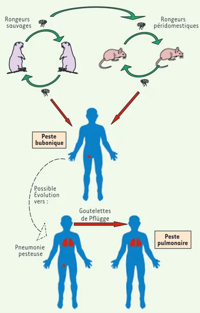 Figure 1.  La peste, zoonose touchant principalement des  rongeurs, sauvages ou péridomestiques (rats), transmise de  rongeur à rongeur par piqûre d’une puce vectrice.