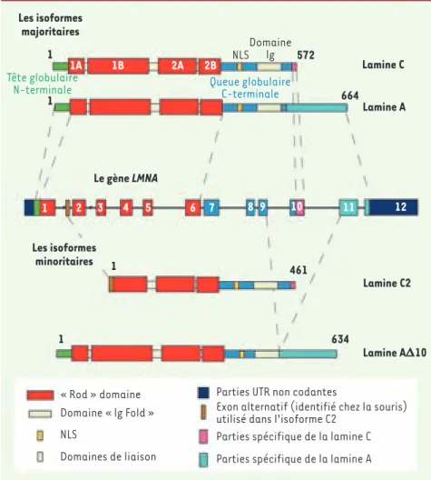 Figure 2.  Les différentes isoformes protéi- protéi-ques codées par le gène LMNA. Le gène LMNA  code pour deux isoformes majoritaires (en  haut) et deux isoformes minoritaires (en  bas)