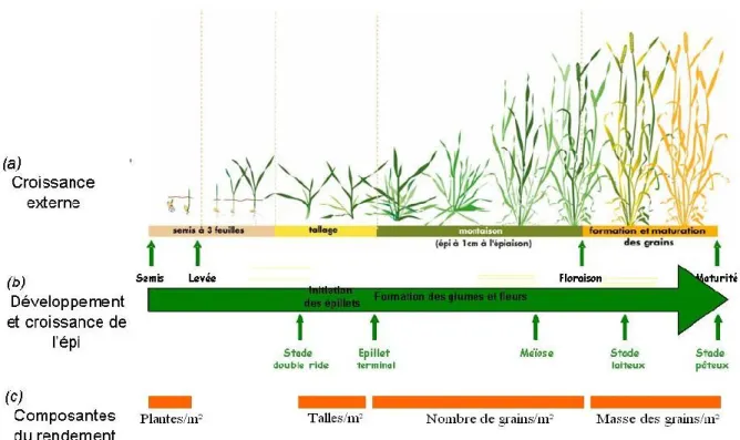 Figure n°1 : Composantes du rendement du blé