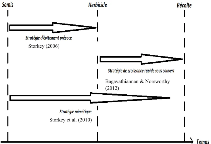 Figure n°4 : Stratégie de développement des adventices  Storkey (2006) 