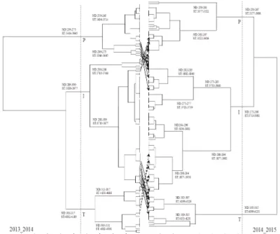 figura 3 - Dendrograma obtido pelo método de UPGMA, classifi cando os 130 clones de Coffea canephora nos  anos agrícolas 2013/2014 e 2014/2015 em função das estimativas da soma térmica para a maturação dosfrutos
