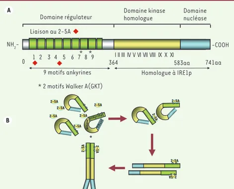 Figure 2.  A. Structure de la RNase L. La  RNase L est constituée de 3 domaines : un  domaine amino-terminal régulateur qui fixe  le 2-5A, un domaine central homologue à  un domaine kinase et un domaine  carboxy-terminal qui porte l’activité catalytique de