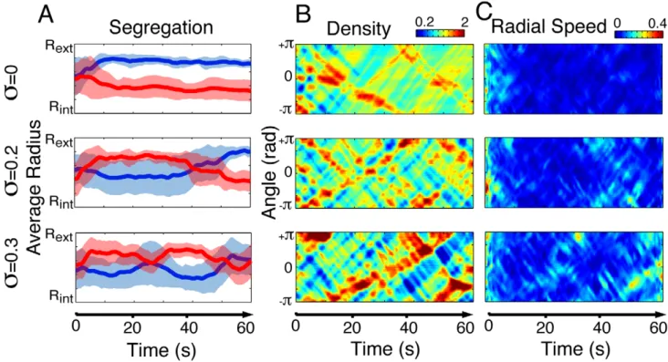 Figure 7. Illustration of the dynamics observed during computer simulations. (A) As speed variability increases from s = 0 to s = 0.3, the model predicts an increasingly unstable segregation dynamics