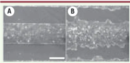 Figure 3.  Digitation précédée par une cellule  leader 18 heures après retrait du pochoir