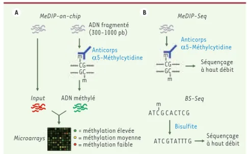 Figure 1. Méthodes d’analyse de la méthy- méthy-lation de l’ADN à grande échelle. (A) MeDIP  (methylated DNA immunoprecipitation)