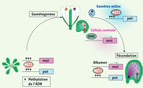 Figure 2. Cycle de l’empreinte lié à la méthylation  de l’ADN chez Arabidopsis. Durant la croissance  végétative d’Arabidopsis, la méthyltransférase de  maintenance, MET1, maintient l’allèle paternel et  l’allèle maternel inactifs en copiant le patron de  