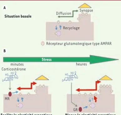 Figure 1. Effet des corticostéroïdes sur le trafic des récep- récep-teurs glutamatergiques AMPA et sur la plasticité synaptique  de neurones hippocampiques en culture