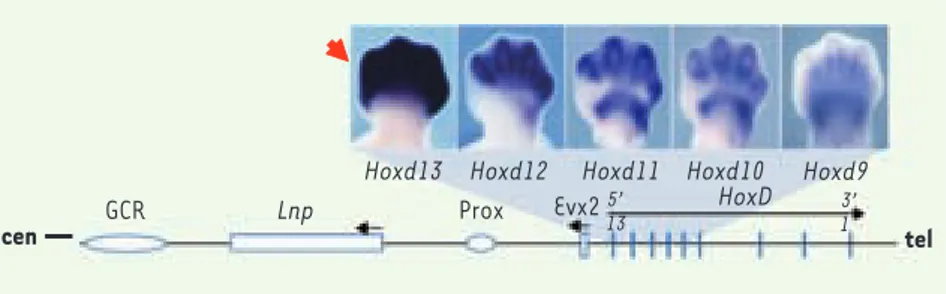Figure 1. Le locus Hoxd et son expression colinéaire dans les doigts. En haut : les gènes Hoxd13 à  Hoxd9 sont exprimés de façon colinéaire dans les futurs doigts d’un embryon de souris au stade  13,5 (jours post-coïtum) : d13 est transcrit à un niveau éle