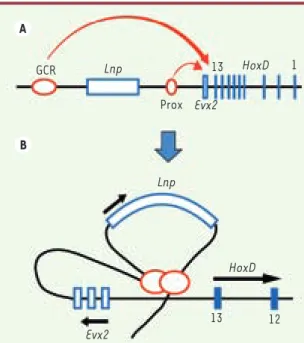 Figure 2. Un modèle de régulation du locus Hoxd en deux étapes. 