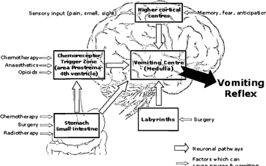 Figure 1 Réflexe  du  vomissement. 