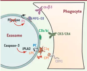 Figure 1. Possibilités d’interactions entre exosomes de réticulo- réticulo-cyte et cellules