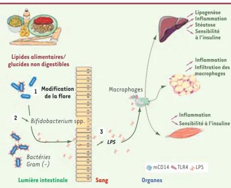Figure 2. Modification de la flore intestinale  après ingestion d’une alimentation  hyperli-pidique et mécanismes associés au  dévelop-pement de l’inflammation, du diabète et de  l’obésité