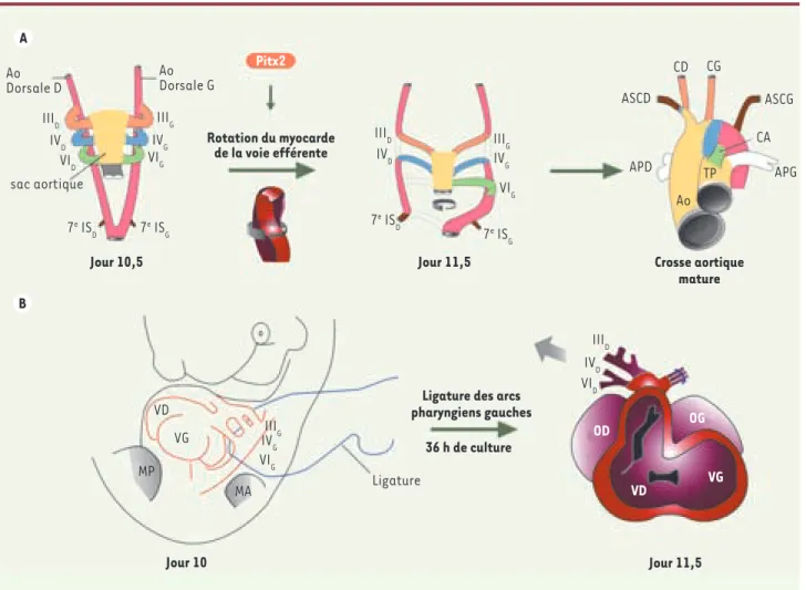 Figure 1. Les caractéristiques du débit cardiaque sont à l’origine du remodelage asymétrique des arcs aortiques