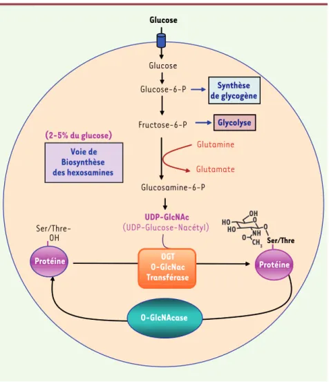 Figure 1. Régulation de l’activité fonctionnelle des protéines par O-glycosylation/déglycosylation  sur sérine ou thréonine.