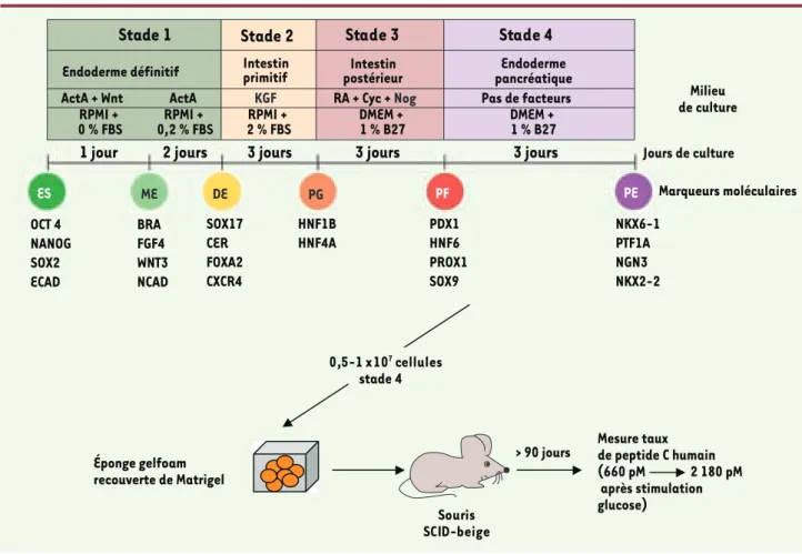 Figure 4. Démarche expérimentale de Novocell pour démontrer l’efficacité de production d’insuline par ces cellules b pancréatique issues de cellu- cellu-les hES et implantées in vivo (encapsulées)