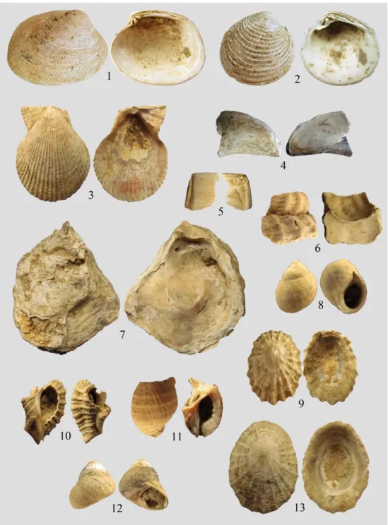 Fig. 2 – Espèces détectées dans la vignette 2 F13 de Loscolo à Pénestin, 1- Palourde  Ruditapes decussatus (35mm), 2- Praire Venus verrucosa (28mm), 3- Pétoncle  Mimachlamys varia (41mm), 4- Moule Mytilus edulis (31mm), 5- Couteau Solen sp