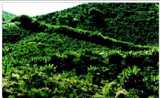 FIGURA 7. Vista da barreira de capim-elefante entre o cafezal orgânico e convencional,  com  a  presença  de  bananeiras  na  lavoura orgânica