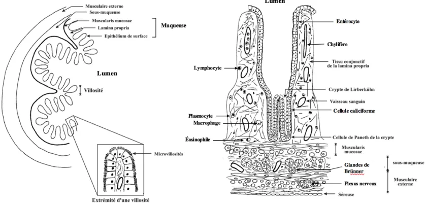 Figure 3.! Anatomie et histologie de l’intestin grêle. 