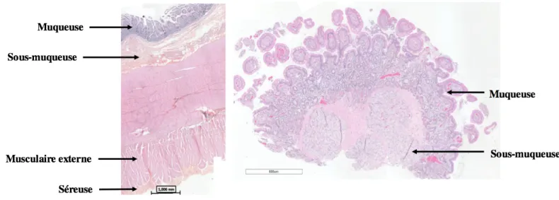 Figure 4.! Biopsies duodénales équines. 