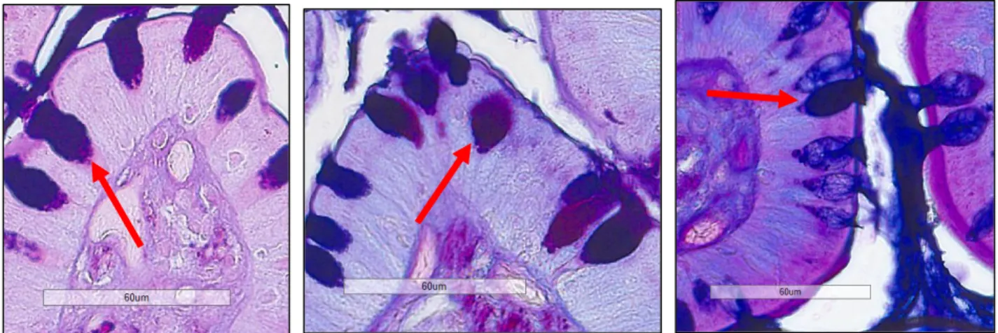 Figure 11.! Biopsies de l'intestin grêle équin colorées à l'AB PAS 