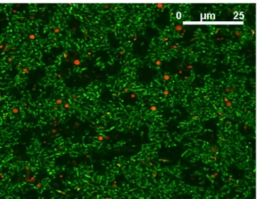 Figure 1.1. Confocal laser scanning microscopy (CLSM) image of a P. fluorescens biofilm  grown  in  the  presence  of  10 -5   M  Fe(III)