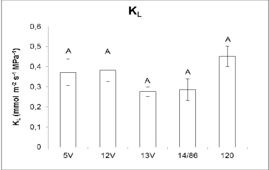 Figura 4. Potencial hídrico foliar nos períodos da antemanhã (Ψ W-5h ), ao meio dia  (Ψ W-13h )  e  sua  variação  (ΔΨ w )  em  mudas  de  cinco  clones  de  Coffea  canephora