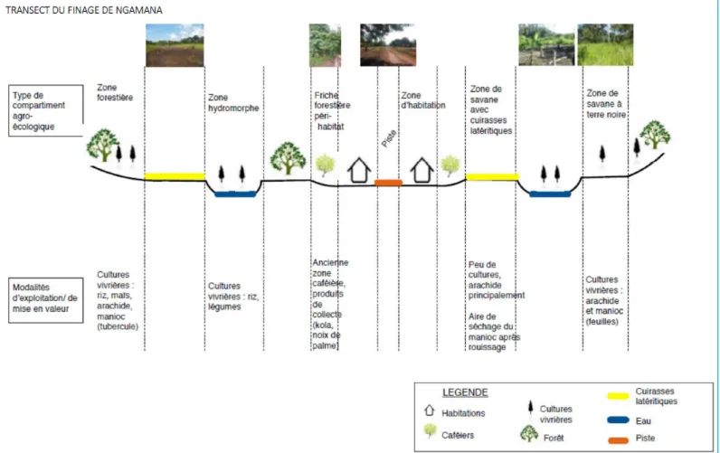 Figure 4 : Exemple de transect (village de Ngamana, SP de Bangassou) 