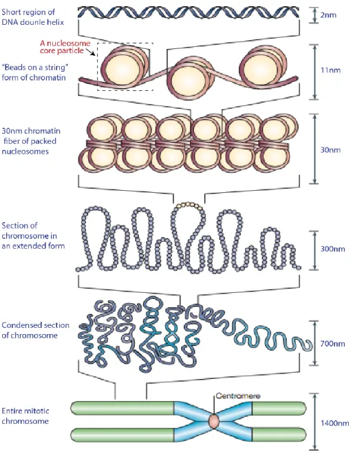 Figure 1.2 Overview of eukaryotic DNA packaging. 
