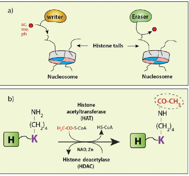 Figure 1.10 Schematic showing the reciprocal activities of ‘writers’ and ‘erasers’.  