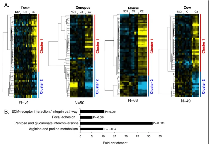 Figure 5 Differentially expressed orthologous genes exhibiting a conserved expression profile in rainbow trout, Xenopus, mouse, and cow