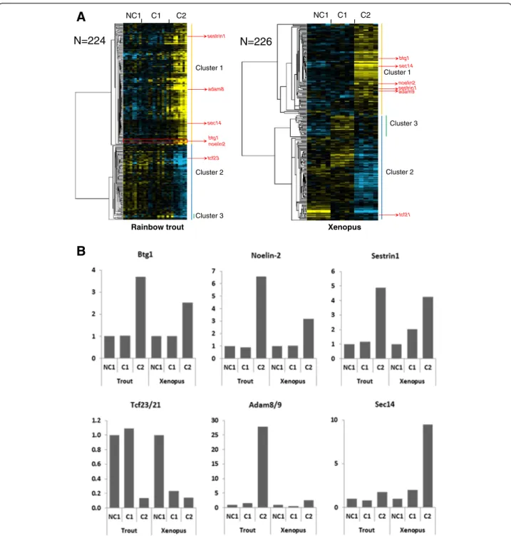 Figure 1 Differentially expressed orthologous genes exhibiting a conserved expression profile in rainbow trout and Xenopus.