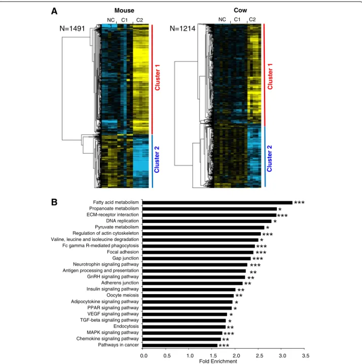 Figure 2 Differentially expressed orthologous genes exhibiting a conserved expression profile in mouse and cow
