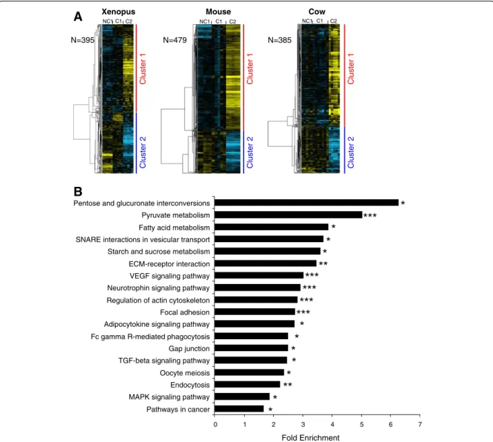Figure 3 Differentially expressed orthologous genes exhibiting a conserved expression profile in Xenopus, mouse, and cow.