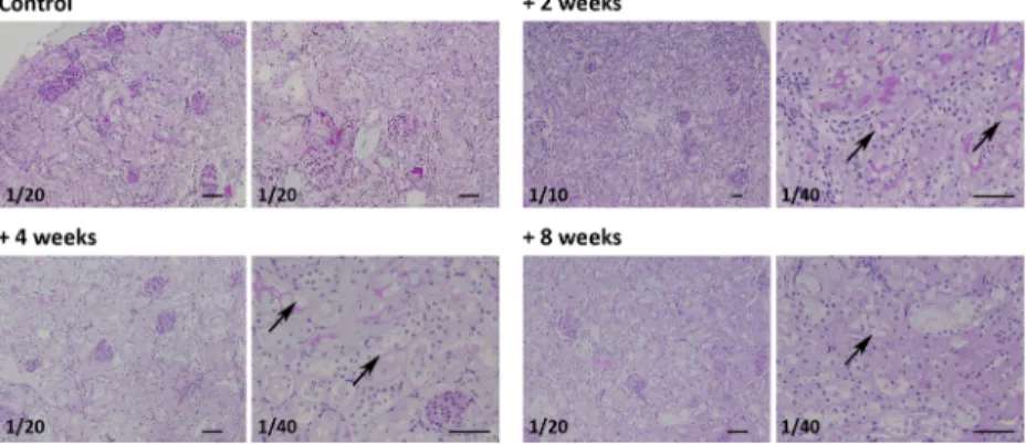 TABLE 2. Determination of the MTD of AGuIX in Non-tumor-bearing Mice after a Single IV Injection a