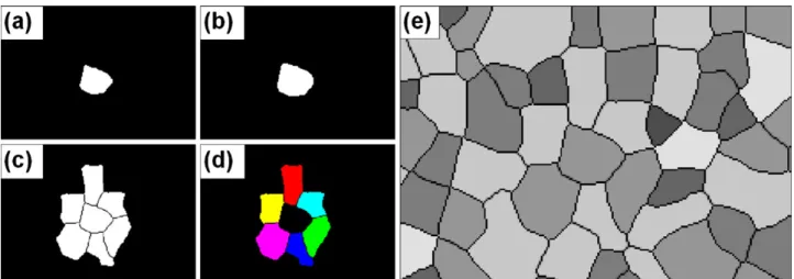 Fig. 8. Procedure to determine the number of first neighbors of the heat-checking cells: (a) selection of one cell in the cellular mosaic; (b) dilatation of the selected cell; (c) neighboring cells reconstruction; (d) labeling and counting of the first nei