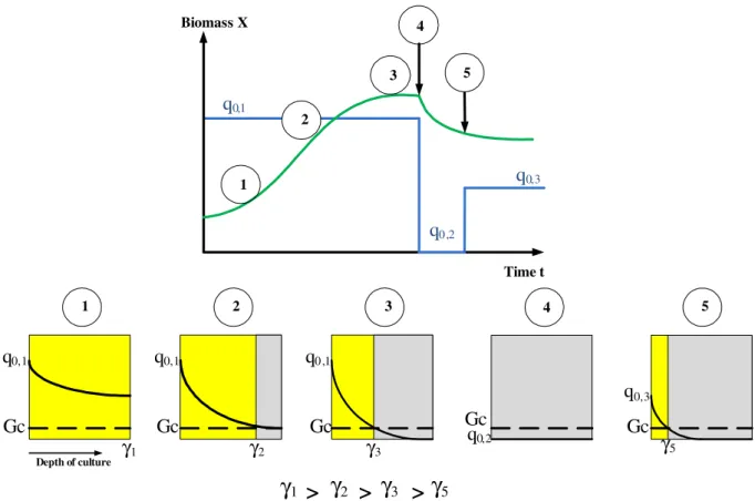 Fig. 1. Conceptual procedure to reach anoxia in autotrophic conditions for eukaryotic cells such as Chlamydomonas reinhardtii