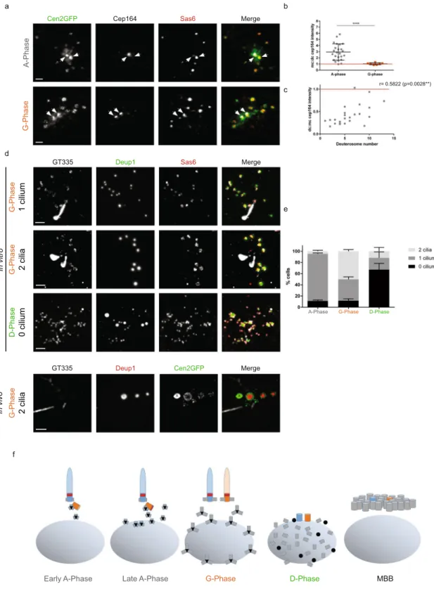 Figure 2.  Daughter-to-mother centriole conversion at the A- to G-phase transition. (a) Cep164 and Sas6  immunostainings on Cen2GFP ependymal progenitors during A- and G-Phases