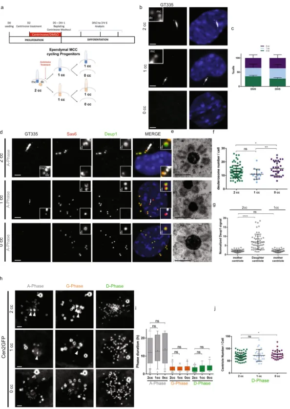 Figure 3.  Depletion of centrosomal centrioles only slightly affects centriole amplification in brain MCC