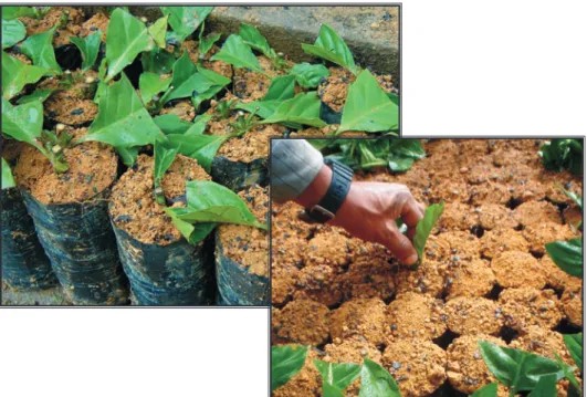 Figure 7. Type and size of planting bag, and insertion of cuttings in the containers for  development of cloned plantlets.