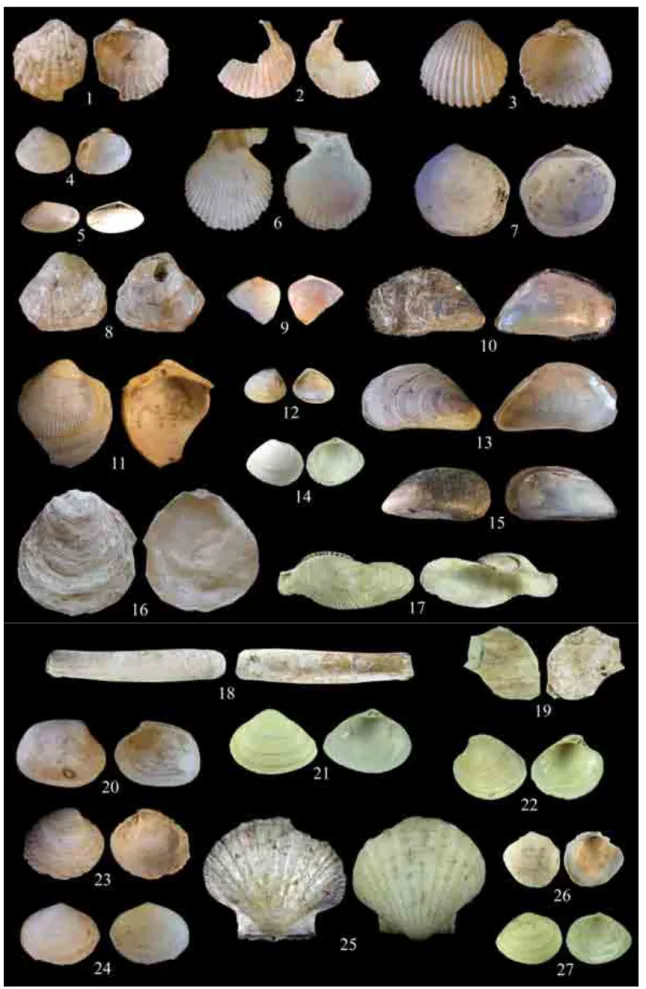 Fig. 1 –  Les bivalves de Brouage : 1 : Acanthocardia paucicostata (L=20mm) ; 2 : Aequipecten opercularis (L=60mm) ;  3 : Acanthocardia echinata (L=62mm) ; 4 : Cerastoderma edule  (L=23mm); 5 : Donax trunculus (L=16mm) ; 6 :  Chlamys varia  (L=38mm) ; 7 : 