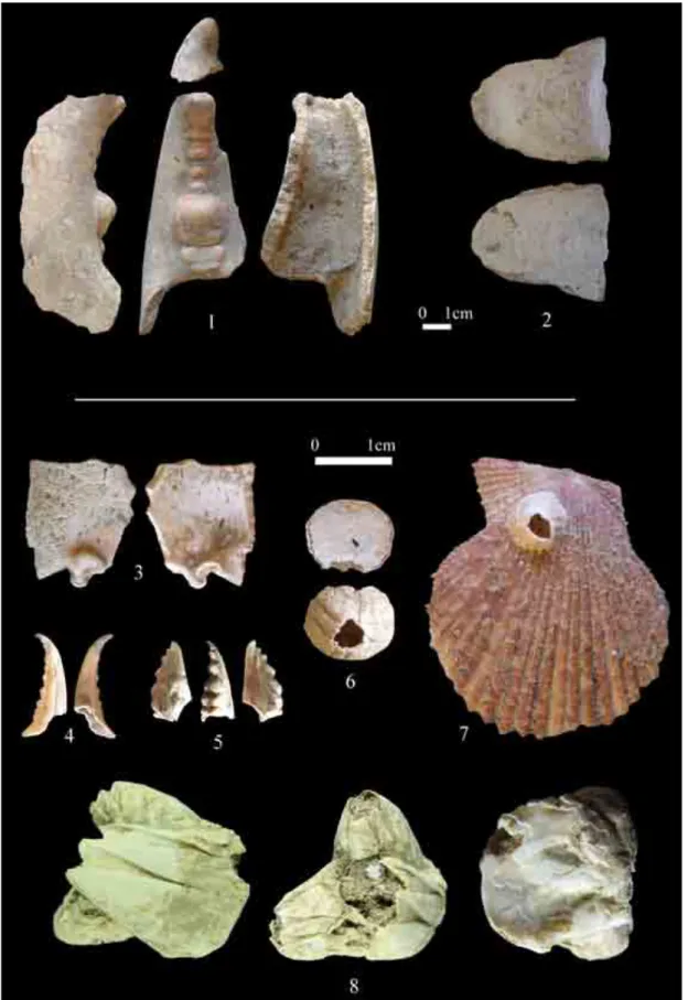 Fig. 3 –  Les crustacés et céphalopode Brouage : 1 : doigt de pince de homard ; 2 : os de seiche; 3 :  reste de carapace de crabe ; 4 et 5 : extrémités de doigts de pince de crabe ; 6 : balane décollée de son 