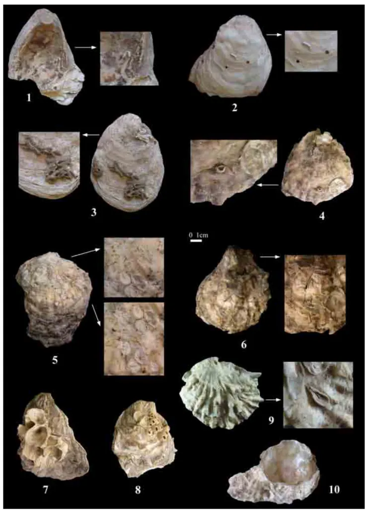 Fig. 4 – La faune accompagnatrice fixée sur les huîtres de Brouage : 1 : Tube de serpulidés et bryozoaires à l’intérieur  d’une valve d’huître témoignant de sa collecte morte ; 2 : tube de serpulidés et 2 perforations liés à l’action d’un  gastéropode comm