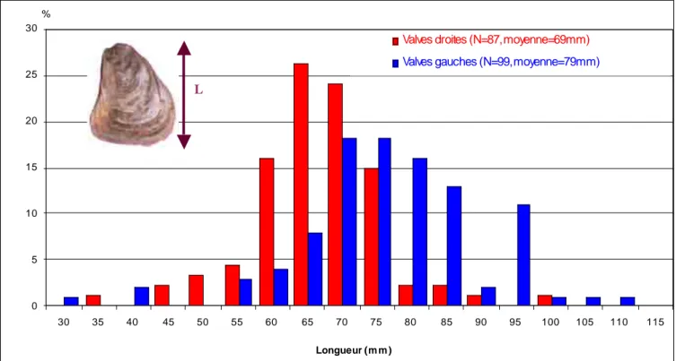 Fig. 9 –  Histogramme de distribution de la longueur huîtres associées à la phase II de Brouage 