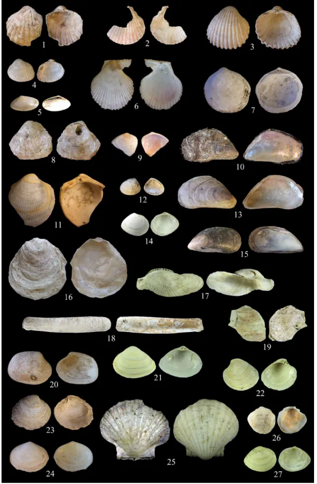 Fig. 1 –  Les bivalves de Brouage : 1 : Acanthocardia paucicostata (L=20mm) ; 2 : Aequipecten opercularis (L=60mm) ;  3 : Acanthocardia echinata (L=62mm) ; 4 : Cerastoderma edule  (L=23mm); 5 : Donax trunculus (L=16mm) ; 6 :  Chlamys varia  (L=38mm) ; 7 : 