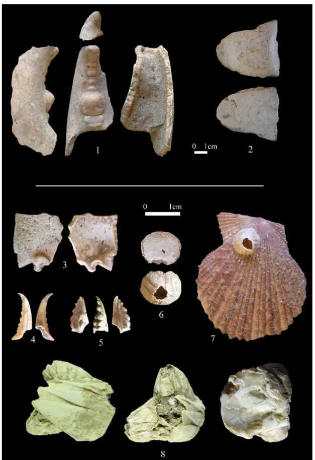 Fig. 3 –  Les crustacés et céphalopode Brouage : 1 : doigt de pince de homard ; 2 : os de seiche; 3 :  reste de carapace de crabe ; 4 et 5 : extrémités de doigts de pince de crabe ; 6 : balane décollée de son 