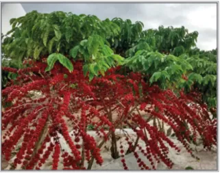 Figure 1. Coffee with high ripeness ripeness  percentage, under adequate  conditions to be harvested.