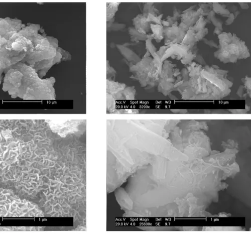 Fig. 7. SEM observations illustrating the appearance of the CaP nanoparticles before reaction (left  side) and after use (right side) 