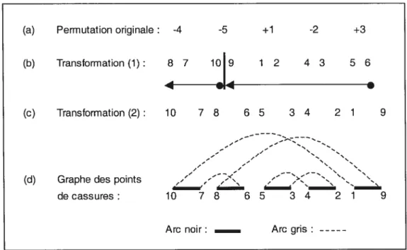 Figure 8 : Exemple de la construction d’un graphe de points de cassure. En (a), c’est la permutation signée originale du génome G